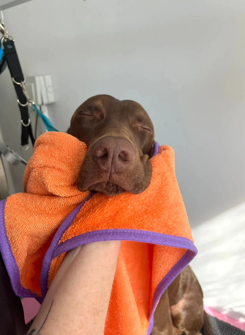 Bamboo Towel for Dogs - Small and Medium to Large Sizes