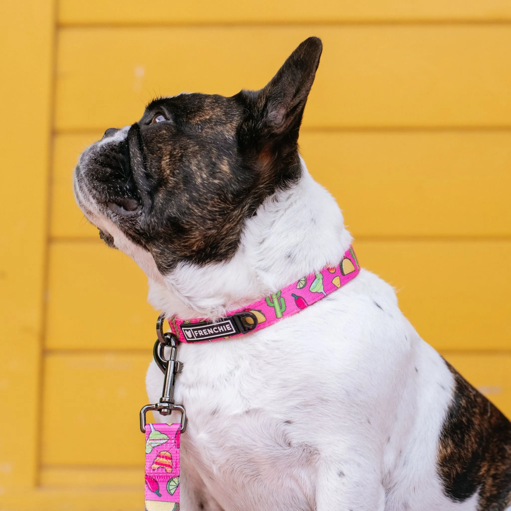 Frenchie Comfort Collar - Taco Tuesday- Pink